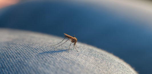 Moustique sur un jean