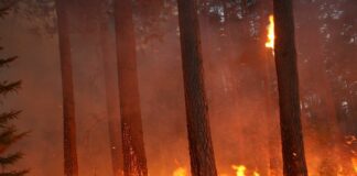 Incendies : quelles conséquences sur la santé ?