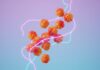 Peptides sur Internet : alerte de l’Agence du médicament